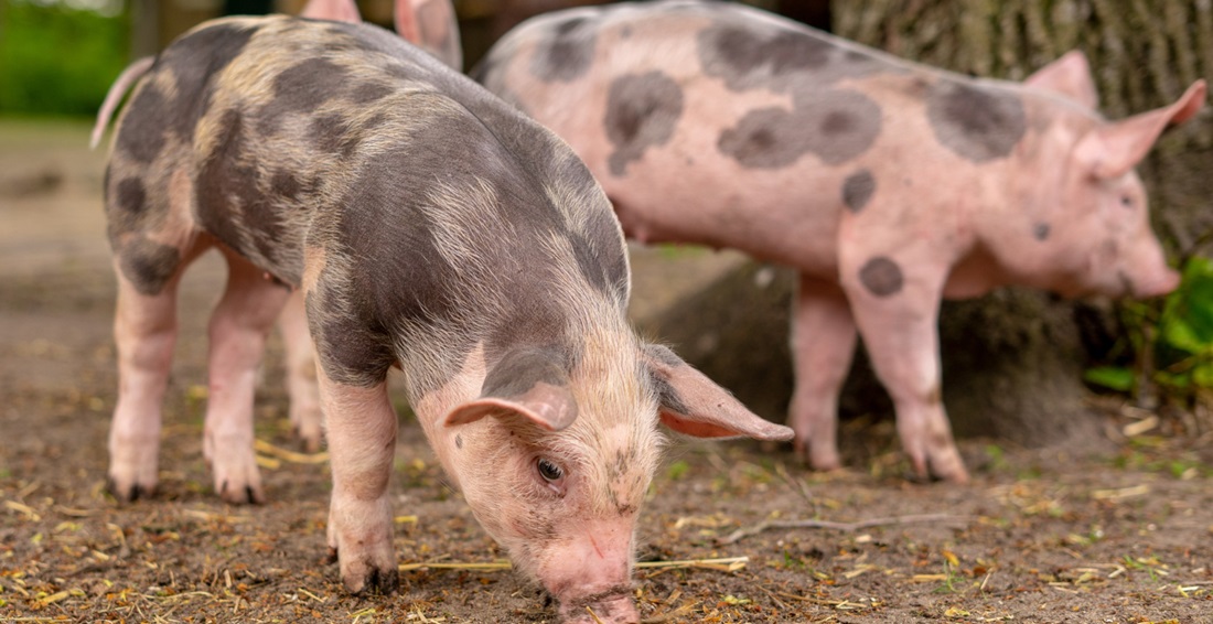  Brazil Leads World Exports of Frozen Pork Cuts